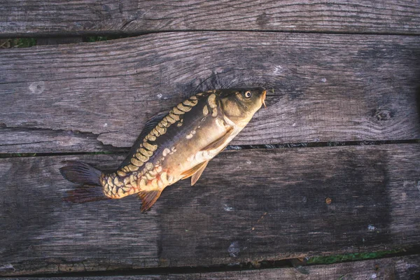 Ryby čerstvé říční kapr na dřevěné pozadí. — Stock fotografie
