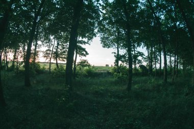 Yaz akşam manzarada dikim orman.