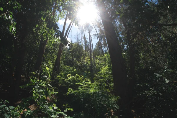 Soleado día de verano en la naturaleza en el bosque . — Foto de Stock