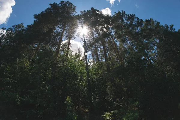 Сонячний літній день у природі в лісі . — стокове фото