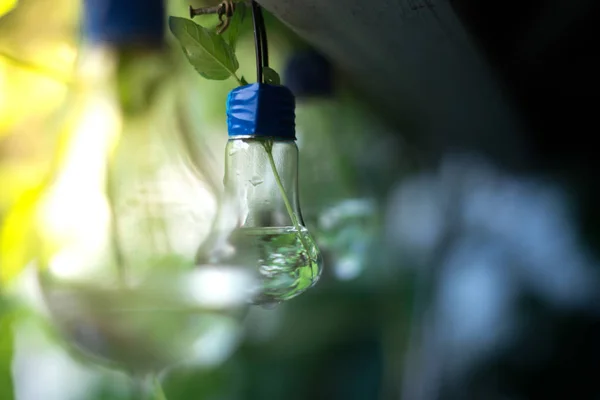 Decor of a glass bulb. Plants in a lamp with a blurred background. — Stock Photo, Image