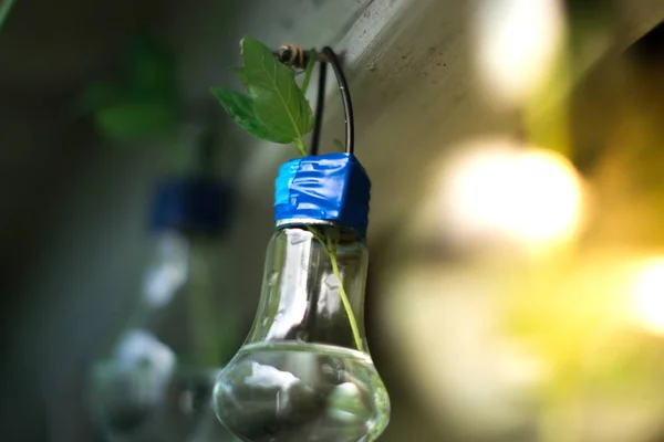Decor bańki szklanej. Rośliny, lampy z niewyraźne tło. — Zdjęcie stockowe