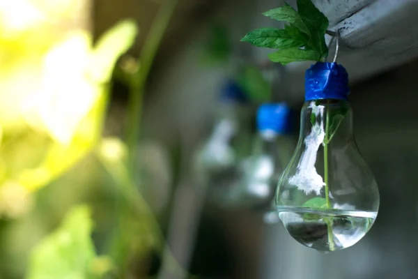 Decor of a glass bulb. Plants in a lamp with a blurred background. — Stock Photo, Image