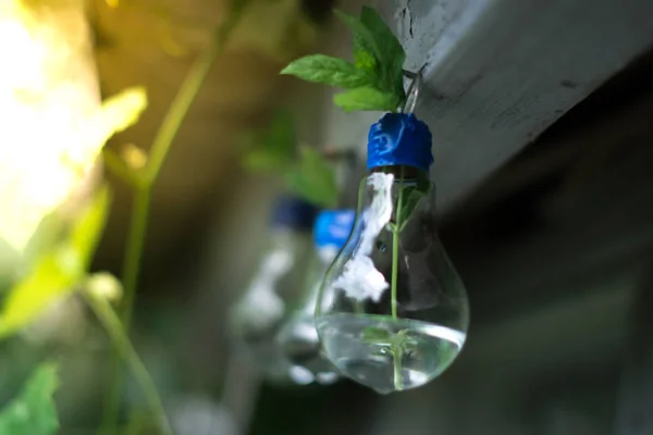 Decor of a glass bulb. Plants in a lamp with a blurred background. — Stock Photo, Image