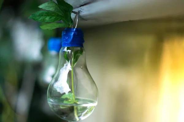 Decor of a glass bulb. Plants in a lamp with a blurred background. — Stock Photo, Image