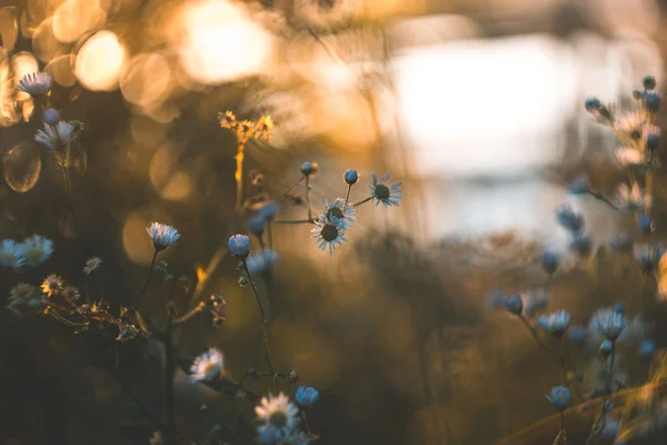 Wit veld bloemen op een zonnige Zomerochtend. — Stockfoto