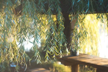 Yaz bir gölet köyün güneşli sabahı.