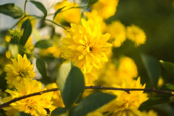 Szép virágok, a nyári napsütéses reggel. — Stock Fotó