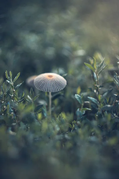 Mushrooms on a summer sunny morning with a blurred background. — Stock Photo, Image