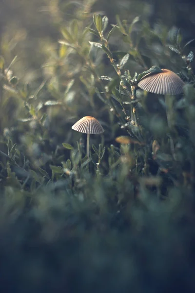 Pilze an einem sonnigen Sommermorgen mit verschwommenem Hintergrund. — Stockfoto