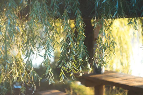 Yaz bir gölet köyün güneşli sabahı.