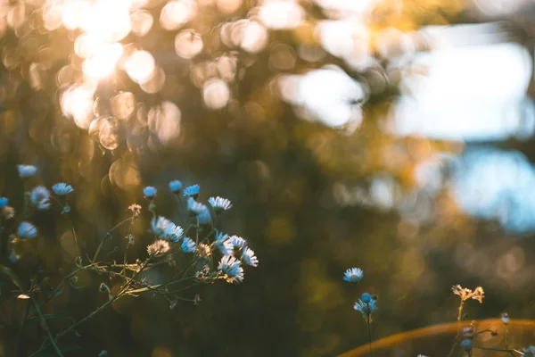 Wit veld bloemen op een zonnige Zomerochtend. — Stockfoto