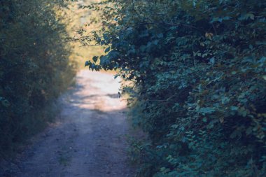 Ağaçları ile bir parkta sonbahar yolu.