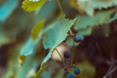 Bulanık bir arka plan ile bir asma dalı.
