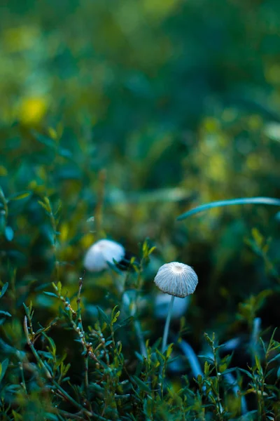 Mushrooms growing in a park with a blurred . — Stock Photo, Image