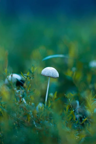 Paddestoelen groeien in een park met een wazig . — Stockfoto