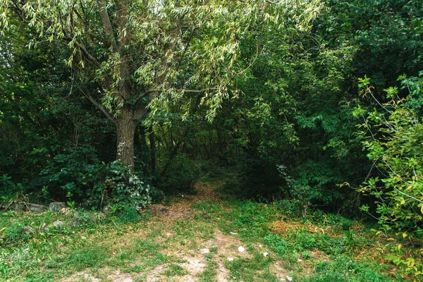Orman manzara bir bulutlu yaz gününde.
