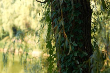 Bir asma bir Eylül günü içinde ağaç gövde.