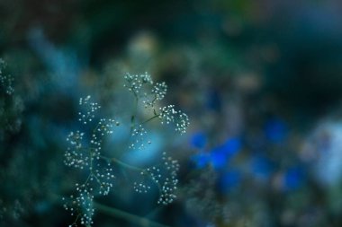 Bulanık bir arka plan üzerinde alan orman şifalı otlar.