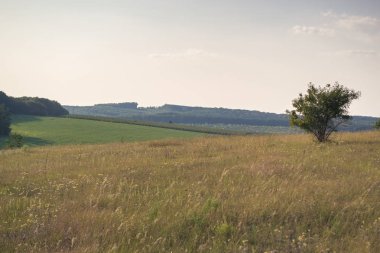 Yaz güneşli manzara şehir dışında gün batımında.