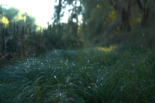 Prato estivo al sole con sfondo sfocato . — Foto Stock