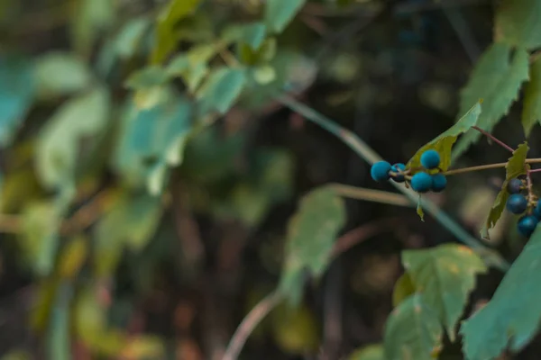 Ramas de una vid con un fondo borroso . —  Fotos de Stock