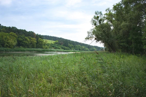 Teich im Schilf Sommer bewölkt Tag Landschaft Natur. — Stockfoto