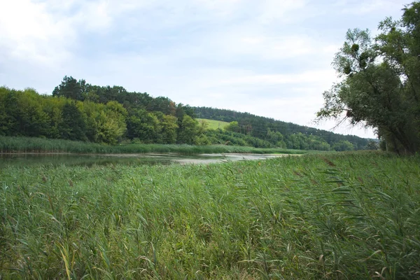 Teich im Schilf Sommer bewölkt Tag Landschaft Natur. — Stockfoto