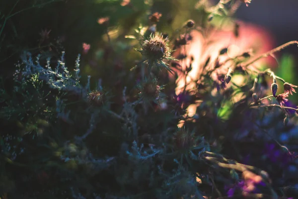 Field forest medicinal herbs on a blurred background. — Stock Photo, Image