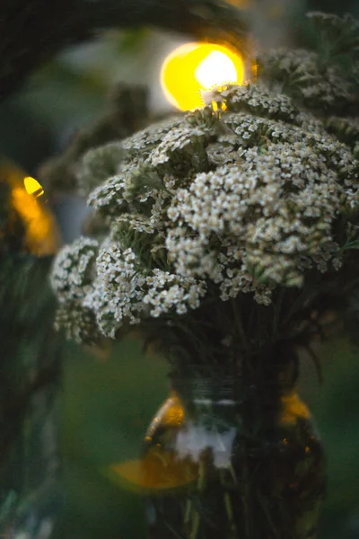 Field summer plants in a glass jar on a blurred background. — Stock Photo, Image