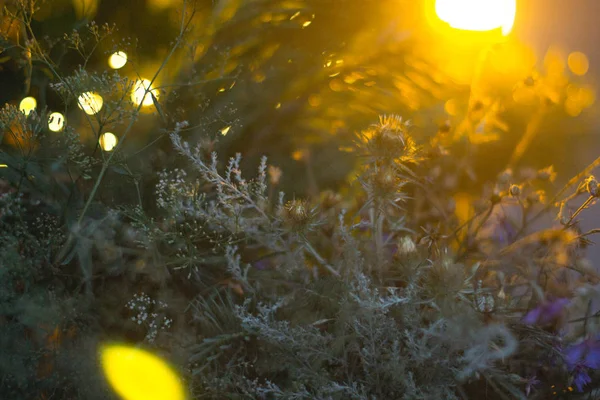 Field forest medicinal herbs on a blurred background. — Stock Photo, Image