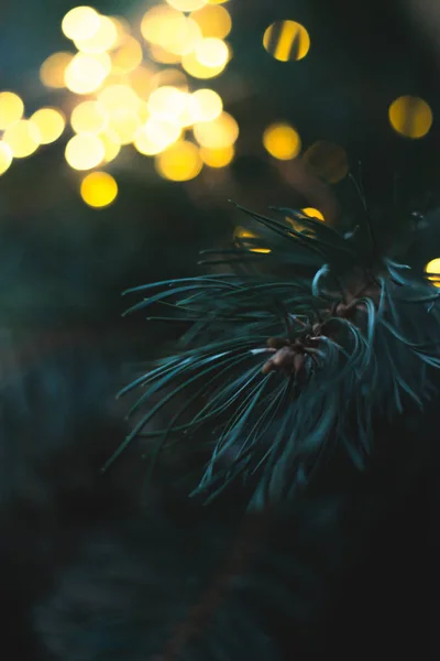 Ramos de árvore de Natal à noite com um fundo desfocado . — Fotografia de Stock