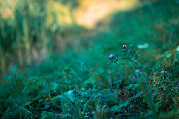 Zomer weide in de zon met onscherpe achtergrond. — Stockfoto