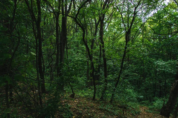 Orman manzara bir bulutlu yaz gününde.