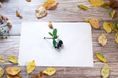 Ahşap arka plan üzerinde chokeberry meyveler.