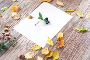 Ahşap arka plan üzerinde chokeberry meyveler.