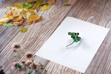 Ahşap arka plan üzerinde chokeberry meyveler.