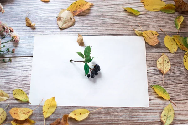 Ahşap arka plan üzerinde chokeberry meyveler.