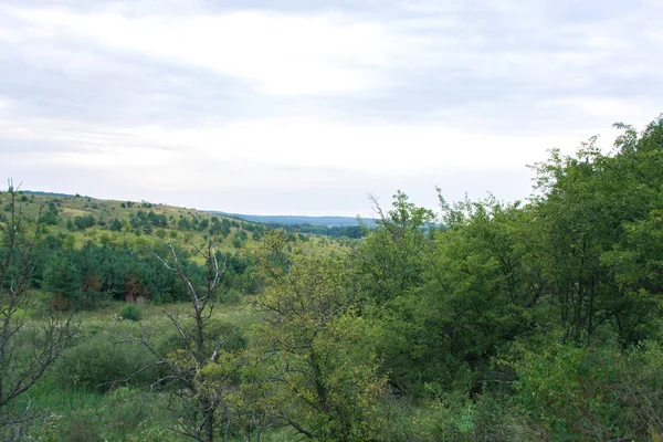 Orman manzara bir bulutlu yaz gününde.