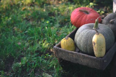 Kabak hasat üzerinde eski bir ahşap sepeti.
