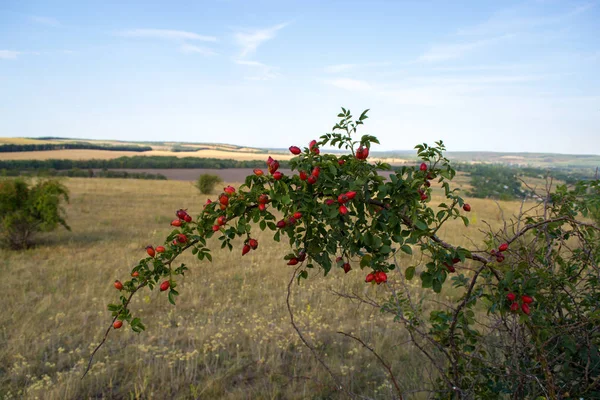 Podzimní krajina za slunečného dne mimo město. — Stock fotografie