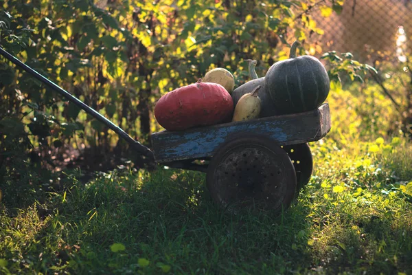 Kabak hasat üzerinde eski bir ahşap sepeti.