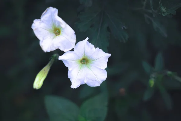 夏の花 - 背景をぼかした写真のペチュニア. — ストック写真