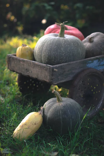 Kabak hasat üzerinde eski bir ahşap sepeti.
