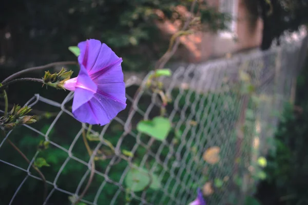 Letní květiny - Petúnie na rozostřeného pozadí. — Stock fotografie