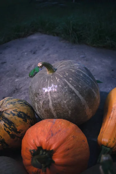 Récolte automnale de citrouilles nature morte de multicolore . — Photo