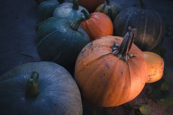 Récolte automnale de citrouilles nature morte de multicolore . — Photo