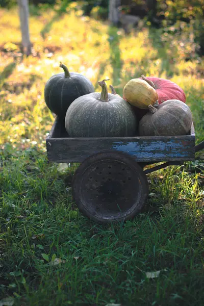 Récolte de citrouilles sur un vieux chariot en bois . — Photo