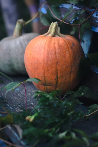 Citrouille sur des planches en bois avec un fond flou . — Photo