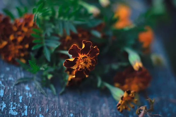 Flores de otoño sobre un viejo fondo de madera . —  Fotos de Stock